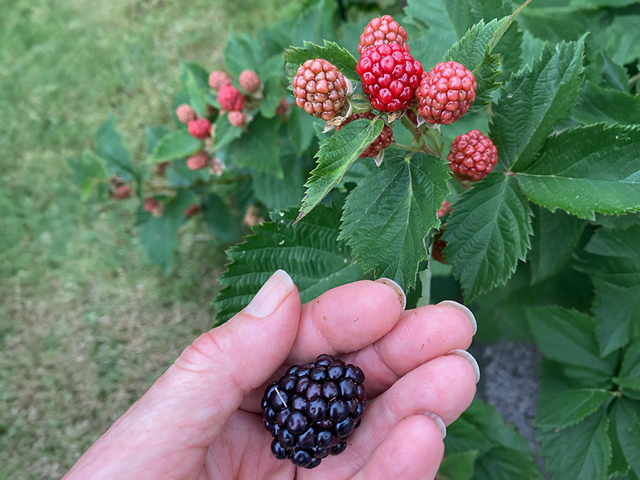 A hand holding a ripe, glossy black blackberry in front of a blackberry bush filled with unripe red and pink berries.